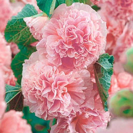 25 Plant Double Pink Hollyhock Seeds Perennial Flower Seed Flowers - Organic Fresh Seeds for Planting - Live Seeds for Home and Garden