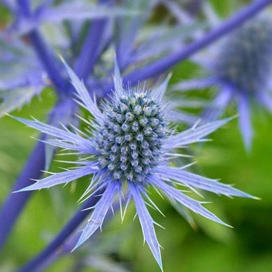 50 Blue Thistle Eryngium Flower Seeds - Organic Flower Seeds for Home and Garden - Live Fresh for Your Landscape