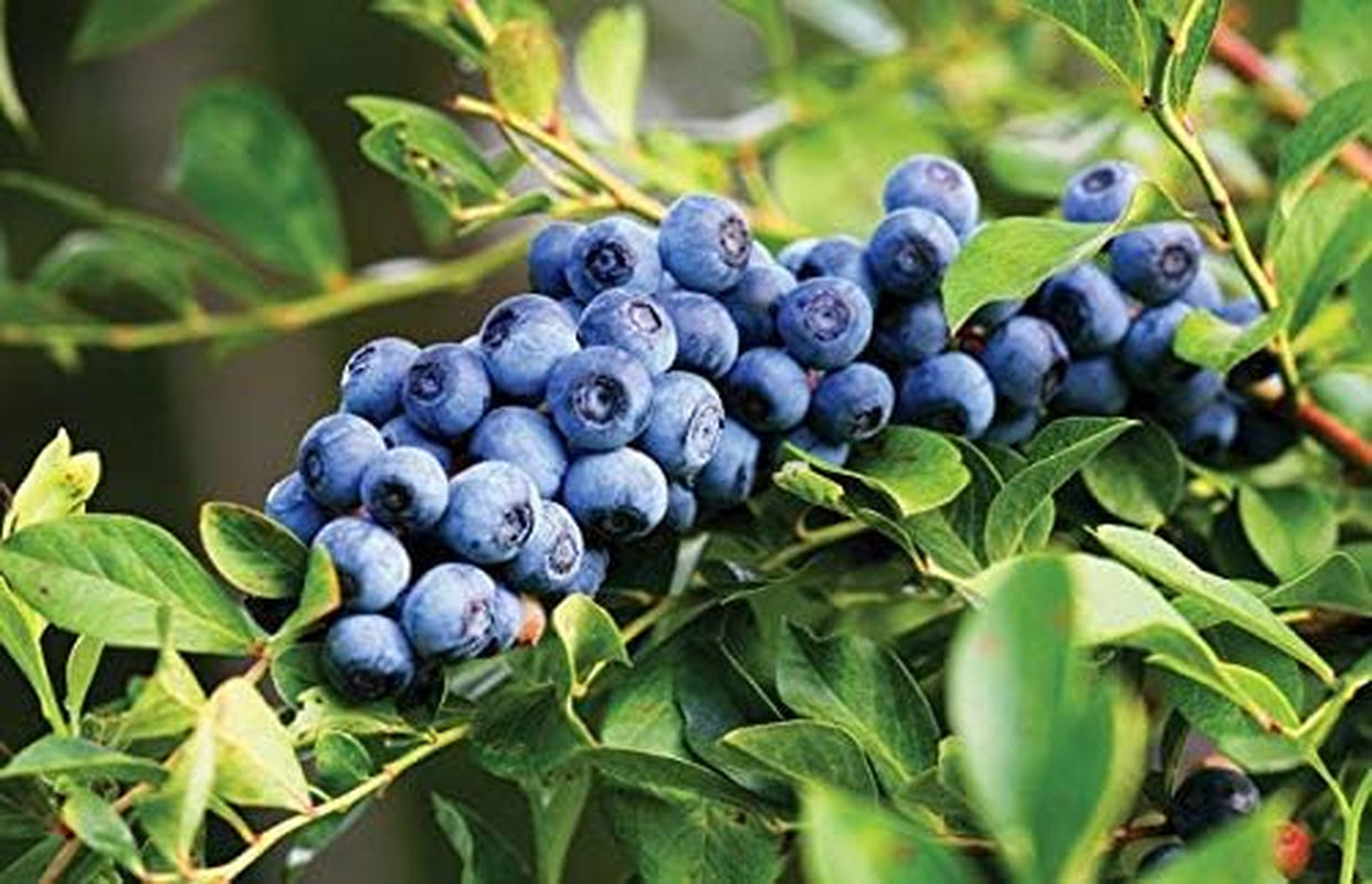 Southern Blueberry 50 Seeds - Blueberries Organic Seeds for Planting, Blueberries Fresh Fruit Seeds, Non GMO Berry Seeds, Dwarf Blueberry Bush Seeds for Planting Indoors