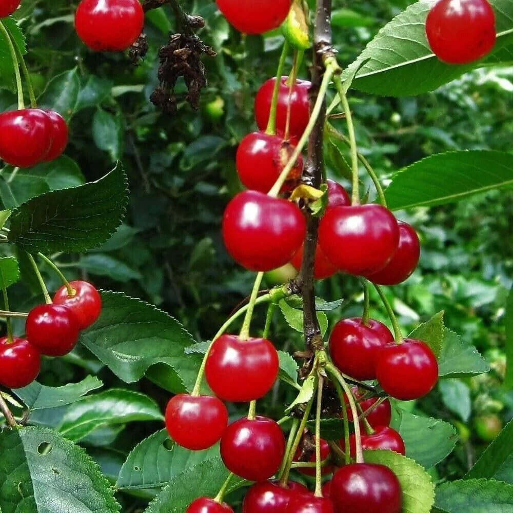 Red Montmorency Sour Cherry Tree 10 Seeds Tart Fruit Fresh Harvest - Organic Fresh Seeds for Planting - Live Seeds