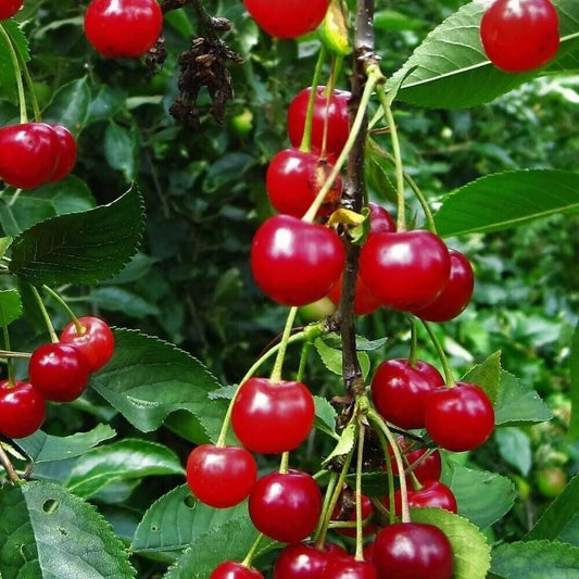 Red Montmorency Sour Cherry Tree 10 Seeds Tart Fruit Fresh Harvest - Organic Fresh Seeds for Planting - Live Seeds