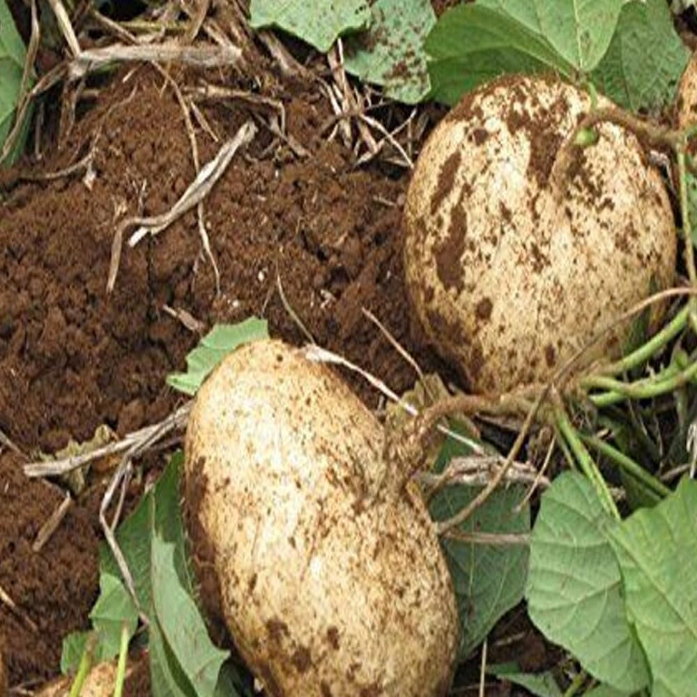Jicama Mexican Yam Bean 5 Seeds Pachyrhizus Erosus Heirloom Rare Sweet & Crunchy - Organic Fresh Seeds for Planting - Live Seeds