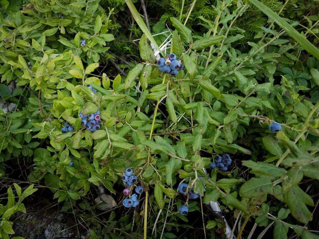 Southern Blueberry 50 Seeds - Blueberries Organic Seeds for Planting, Blueberries Fresh Fruit Seeds, Non GMO Berry Seeds, Dwarf Blueberry Bush Seeds for Planting Indoors