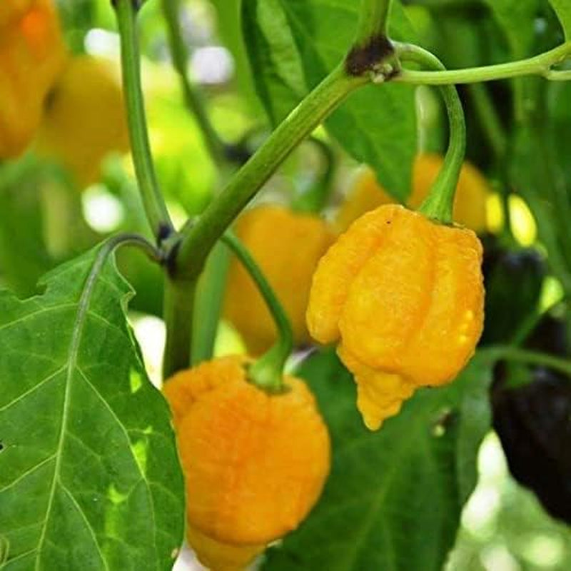 20 Seeds Yellow Trinidad Moruga Scorpion Hottest Chili Pepper EXTREME Rare Chile