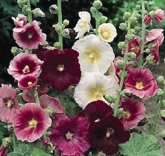 50 Seeds Hollyhock Indian Spring Holly Hock Seeds (Perennial)