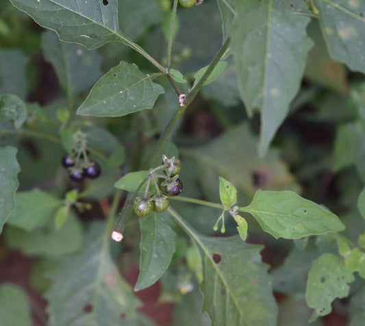 Black Nightshade Hierba Mora 50 Seeds