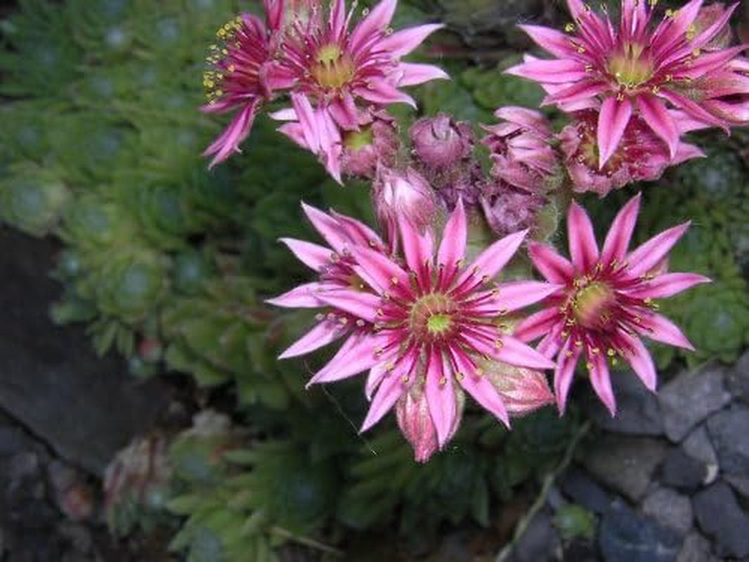 25 MIXED HENS & CHICKS Chickens Succulent (Live Forever) Sempervivum Flower Seeds