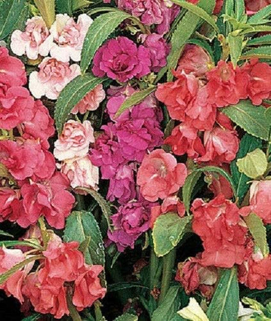 Mixed Impatiens Balsam Balsamina Touch Me Not Jocad (100 Seeds)