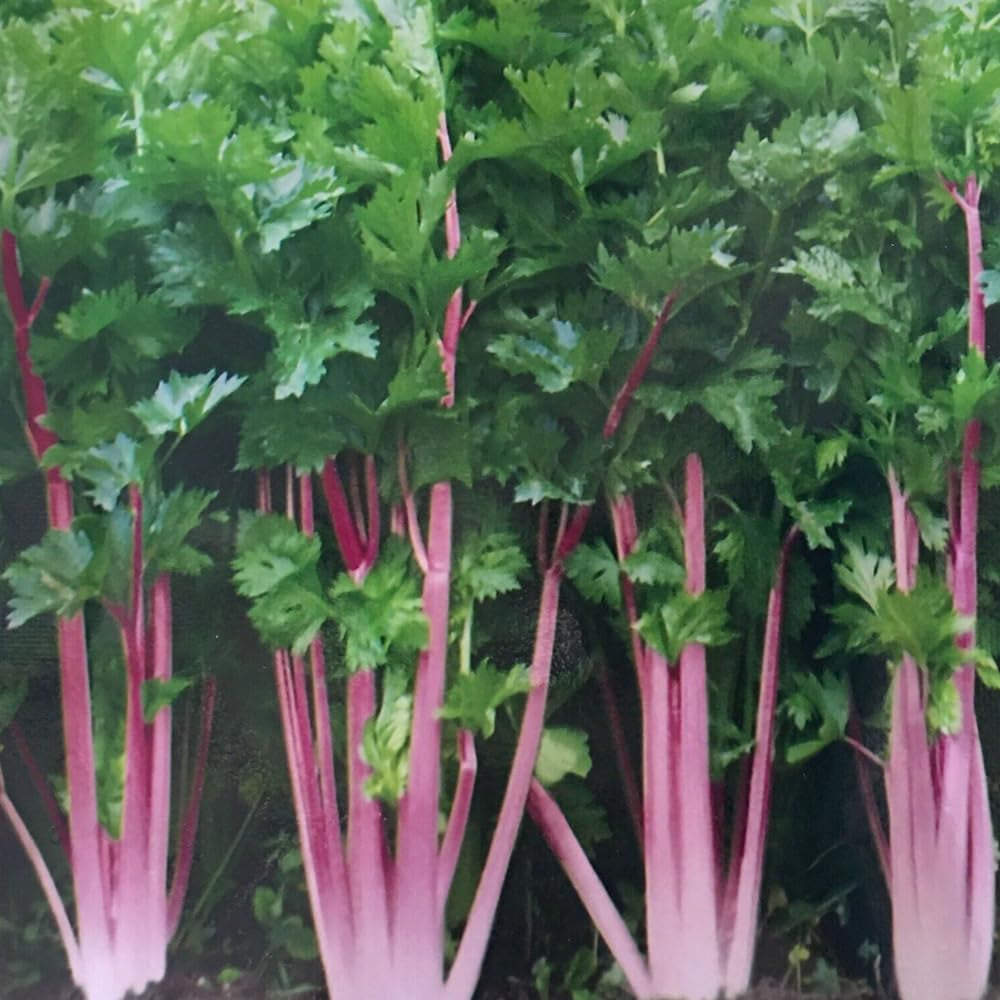 200 Seeds Chinese Pink Celery Seeds Rose Celery Kan-Tsai Kunchoy Qincai Kan-Tsai - Organic Fresh Seeds for Planting - Seeds for Home and Garden