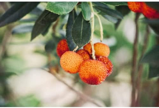 Strawberry Tree Seeds - Arbutus Unedo Evergreen 20+ Seeds Berry Plant for Your Garden