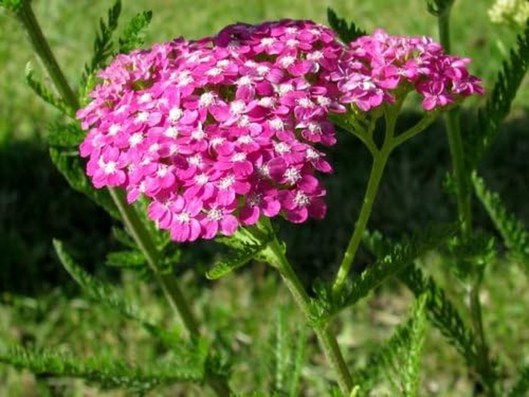 250 PINK CERISE QUEEN YARROW Achillea Millefolium Flower Seeds