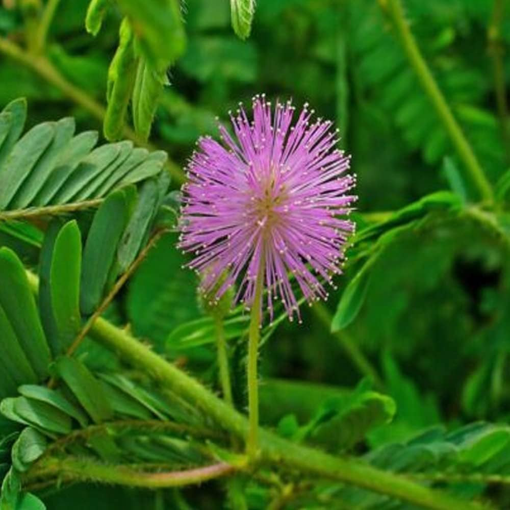 Organic Fresh Seeds Sensitive Plant Touch Me Not - Mimosa Pudica - 50 Seeds for Planting - Live Seeds for Home and Garden
