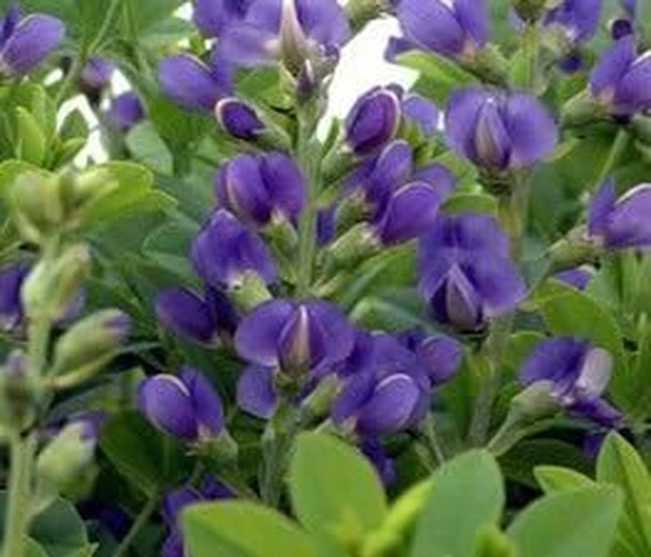 50 BLUE WILD INDIGO (False Indigo) Baptisia Australis Flower Seeds by