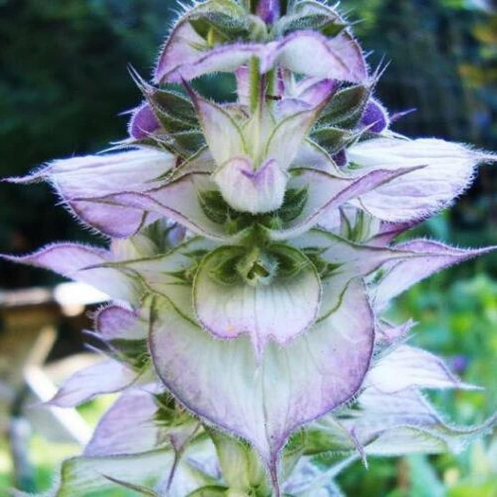 100 Seeds Clary Sage Bluish White Salvia Perennial Medicinal Sun Shade - Organic Plant Seeds for Planting - Flowers Seeds for Home and Garden