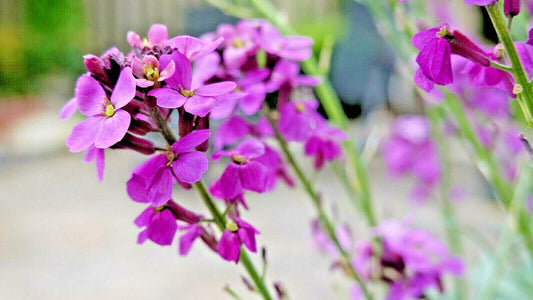 3000 Seed Flower Evening Scented Night Stock Matthiola Flower Seeds Bulk, Lilac-Pink Mix Plant for Garden and Home