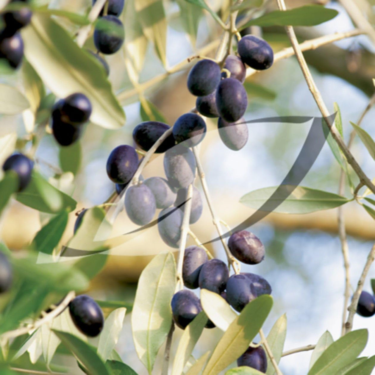 New Olive , OLIVE TREE , Fruit , Olea Europaea , 15 SEEDS !