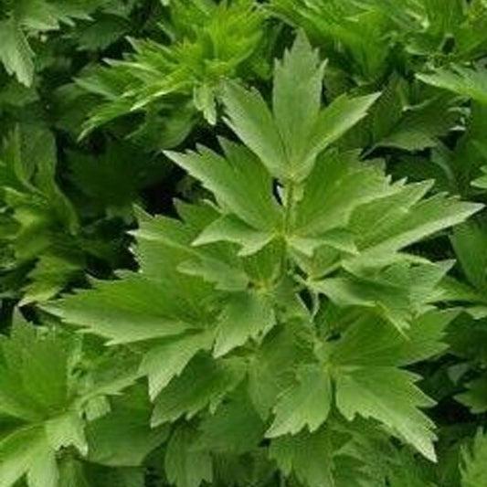 300 Lovage Seeds Celery Fennel Parsley Flavor Perennial Culinary Herb - Lovage Organic Fresh Seeds Forplanting - Live Seeds for Home and Garden
