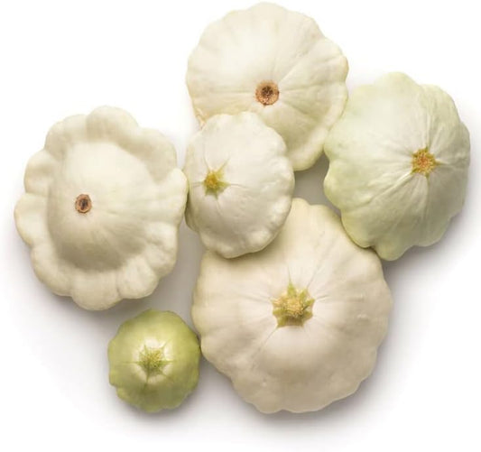 Seeds 50 Early White Bush"Patty Pan" Scallop Squash Seeds- Pattypan Vegetable - Vegetable Seed White Pattypan
