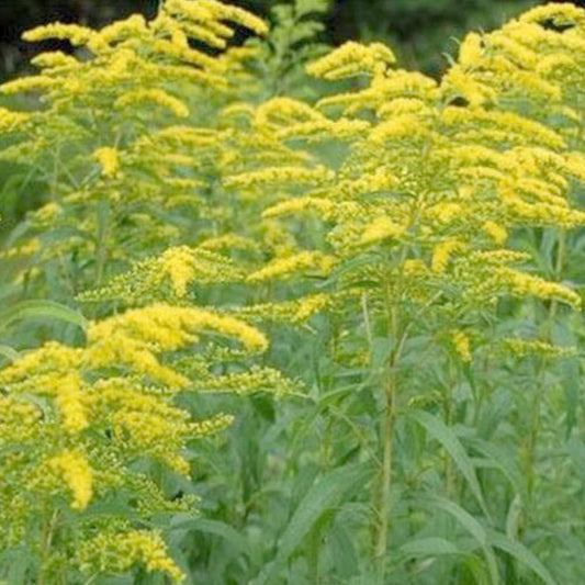100 Seeds Solidago - Goldenrod Herb Seeds for Planting - Goldenrod Seeds for Home and Garden