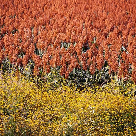 100+ Seeds Rox Orange Cane Plant Waconia 100+ Seeds All Time Favorite! High Yield for Your Garden