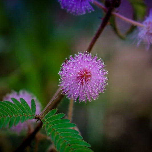"Shy Flower" Mimosa Plant 50 Seeds - Organic Fresh Seeds for Planting - Live Seeds for Home and Garden