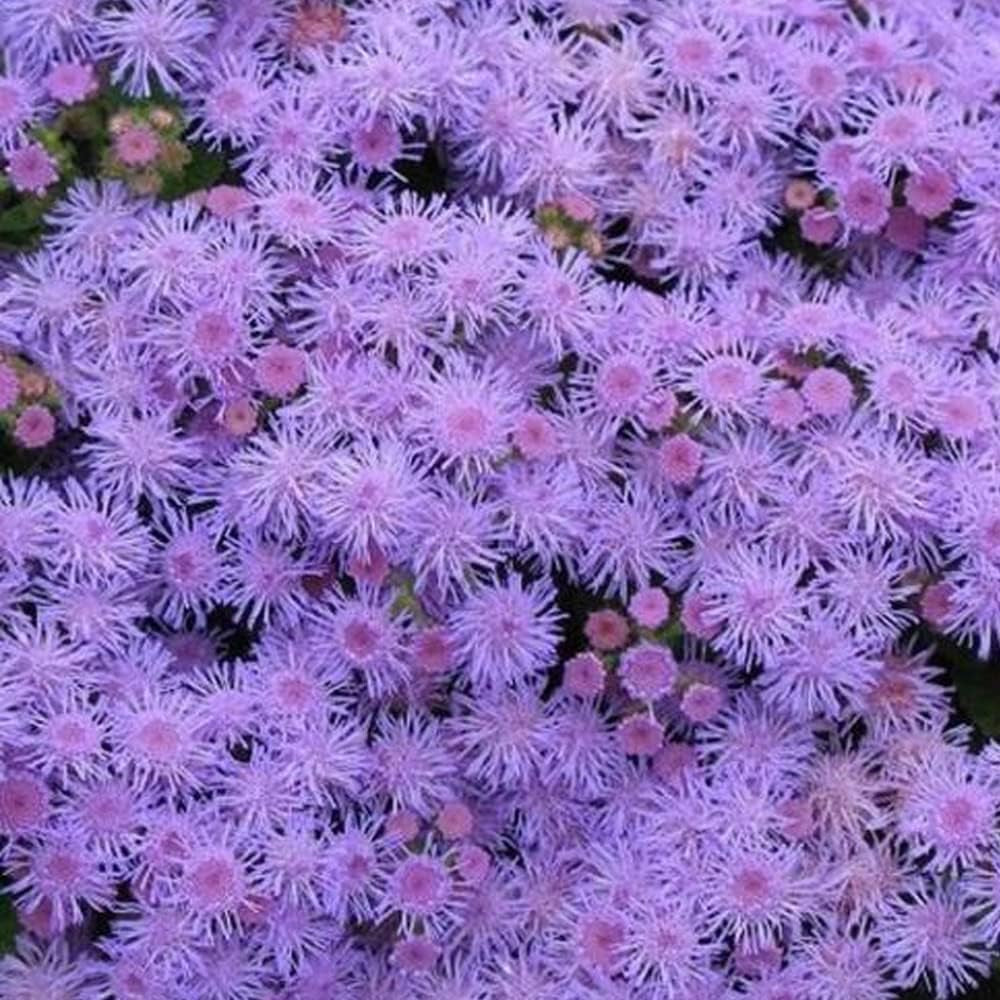 Floss Flower 200 Seeds Ageratum Blue Mink Dwarf Purple Flowers - Organic Purple Flower Plant Seeds for Your Garden and Home