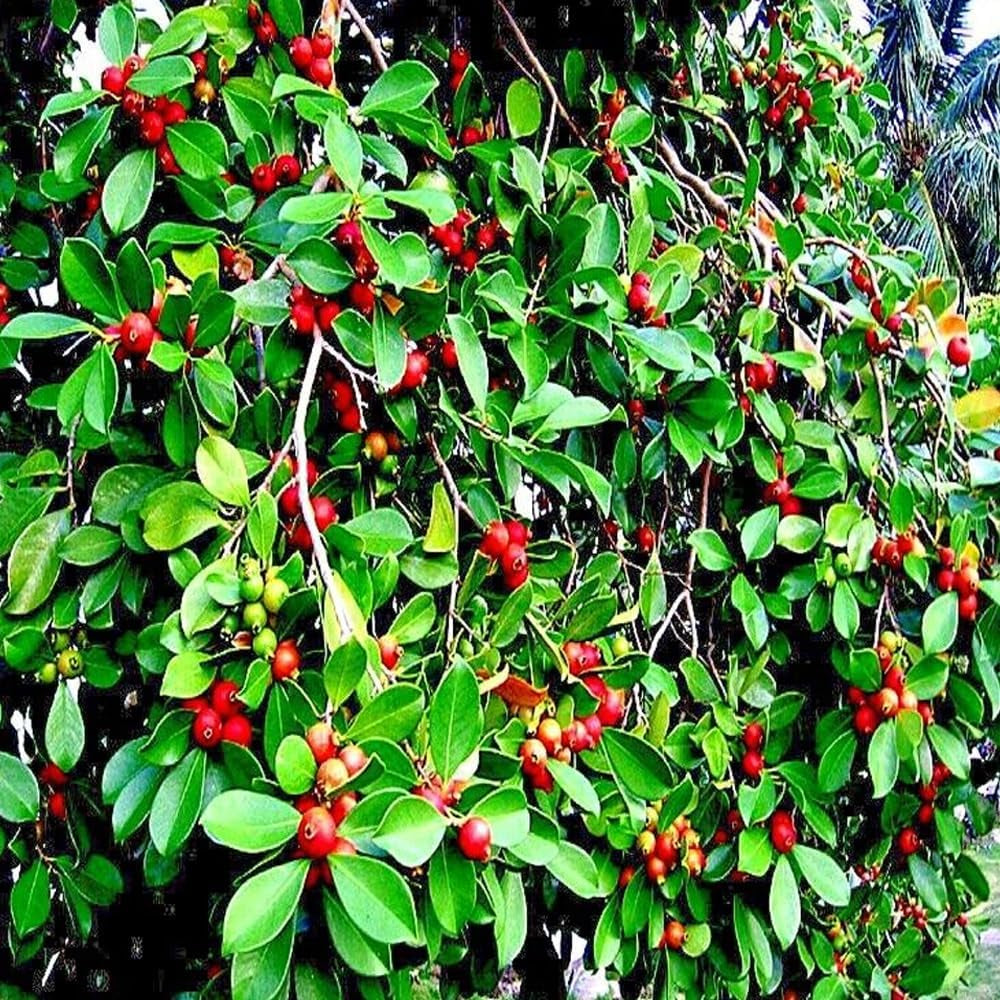 20 Strawberry Guava Tree Seeds (Psidium Cattleianum) Edible Garden Fruit Plant - Organic Fresh Seeds for Planting - Live 20 Seeds