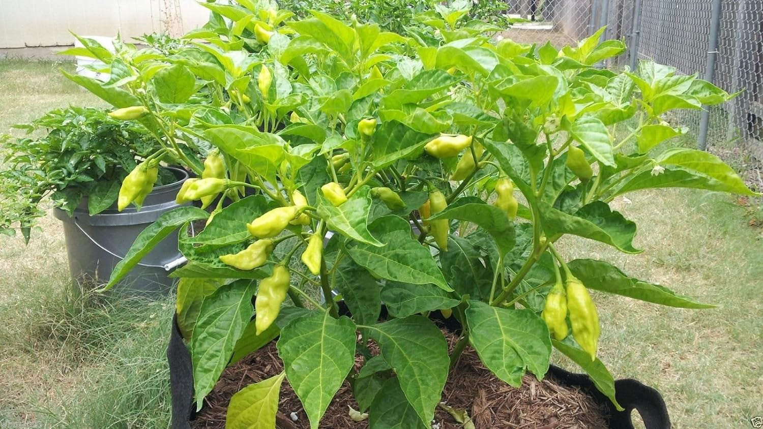 10 Seeds Trinidad Pimento Pepper Seeds A. K. A. Seasoning Pepper (C.Chinense) Very Tasty!