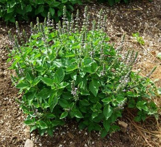 Tulsi Kapoor Holy Basil (Ocimum Sanctum), Packet of 100 Seeds, Organic