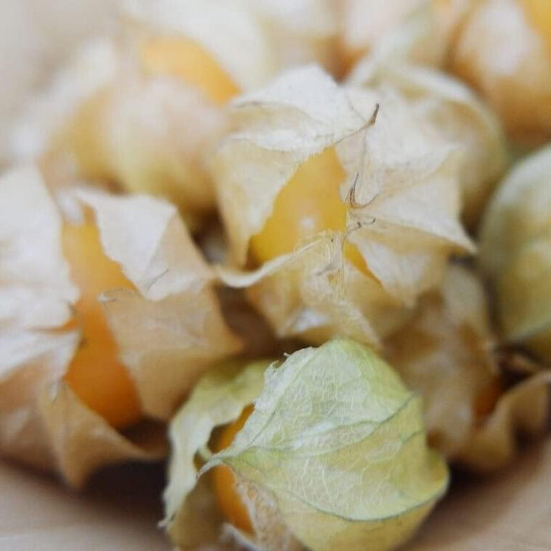 100 Seed Fruit Berry Ground Cherry Fruit Seeds | Pineapple Cape Gooseberry (Physalis Ixocarpa) - Plant for Your Garden