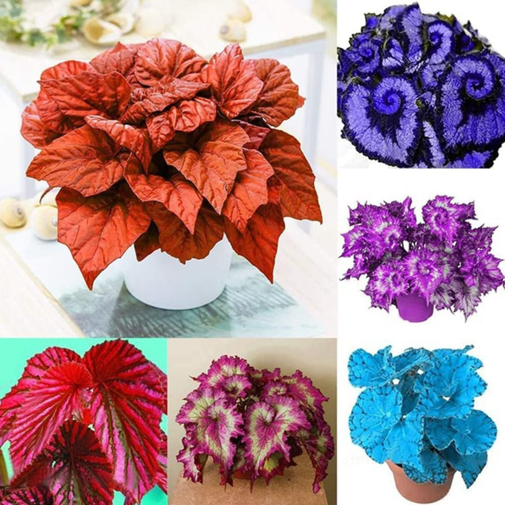 Mix Coleus Seeds for Planting, 100 Beautiful Coleus Flower Seeds