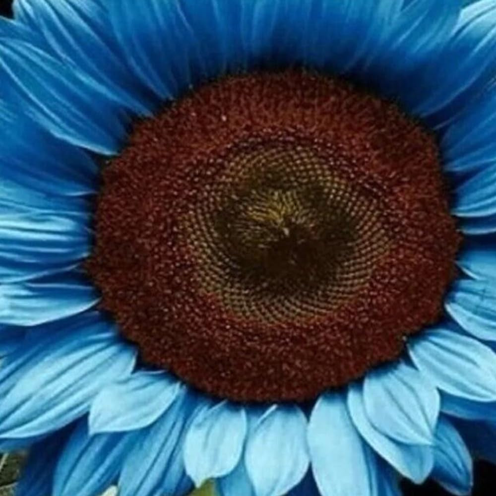 25 Blue Sunflower Seeds Plants Garden Plants Bonsai Rare Flower Colorful Organic - Flower Seeds for Planting - Organic Live Seeds for Garden