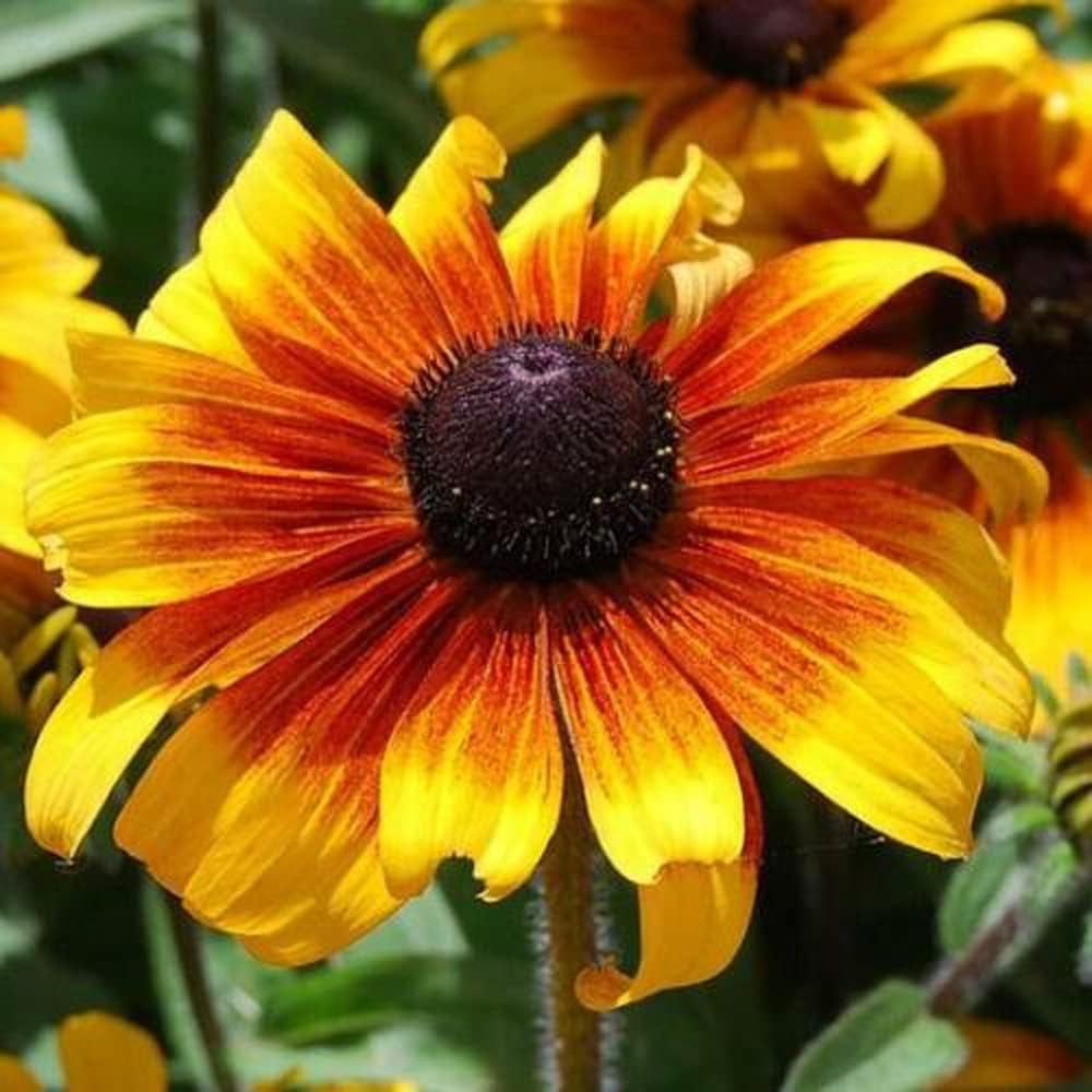 500 Seeds Flower Organic Plant Black Eyed Susan Rudbeckia Marmalade Dwarf Perennial - Seeds for Planting in Home and Garden