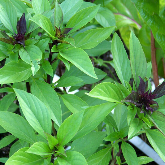 100 Seeds Thai Basil Seeds Khmer Chi Neang Voang Jiu Ceng Ta USA - Organic Fresh Seeds for Planting - Seeds for Home and Garden