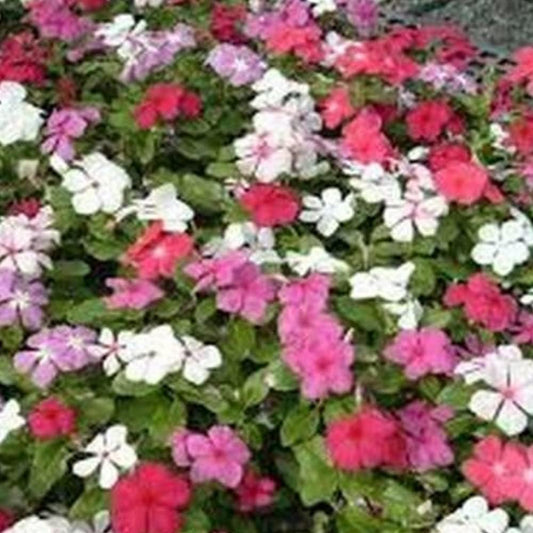50 Seeds Vinca - Periwinkle - Mix Color Flowers Periwinkle Seeds for Planting - Aesthetic Vinca Flowers Seeds for Home and Garden