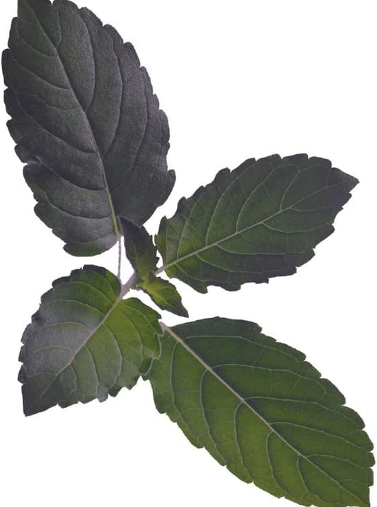 200 Seeds Organic Holy Basil - O. Sanctum - Tulsi | a Herb & Spice 200+ Seeds for Your Garden