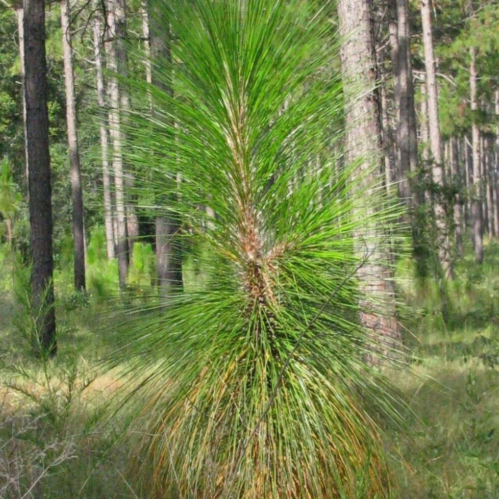 20 Seeds Longleaf Pine - Pinus Palustris - Organic Fresh 20 Seeds for Planting - Longleaf Pine Tree Seeds for Landscape