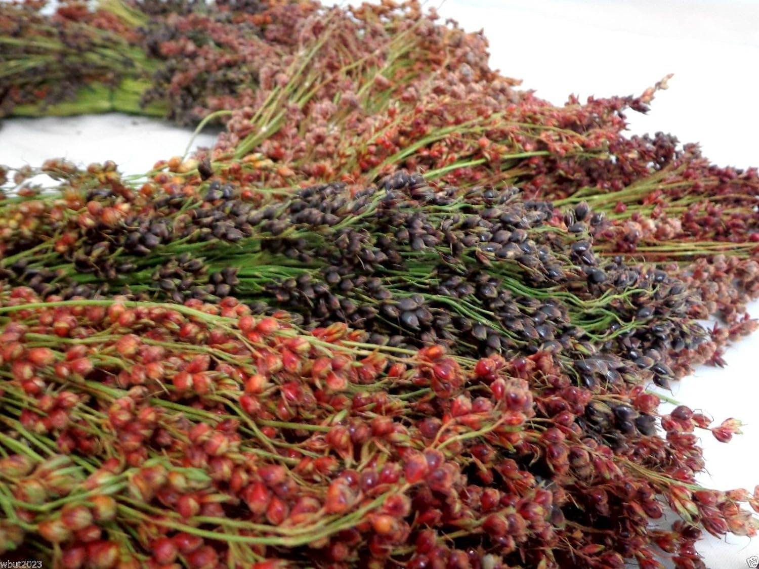 100 Seeds Broom Corn Seeds - Sorghum Vulgar Mixed , Cream, Gold, Red, Brown, Burgundy and More