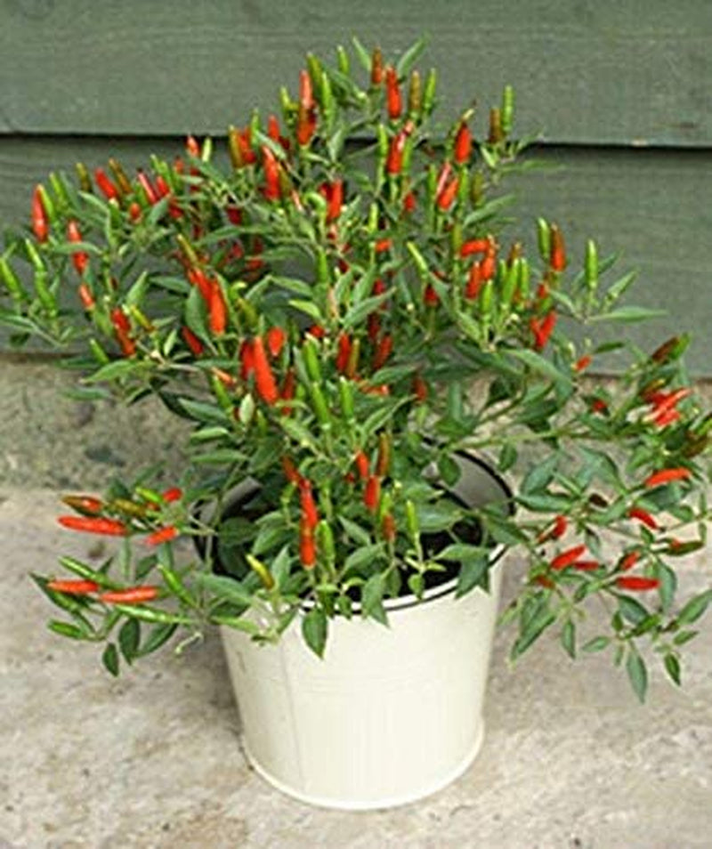 Small Thai Chili Hot Pepper Seeds - Hot Heirloom Chili from Thailand(25 - Seeds)