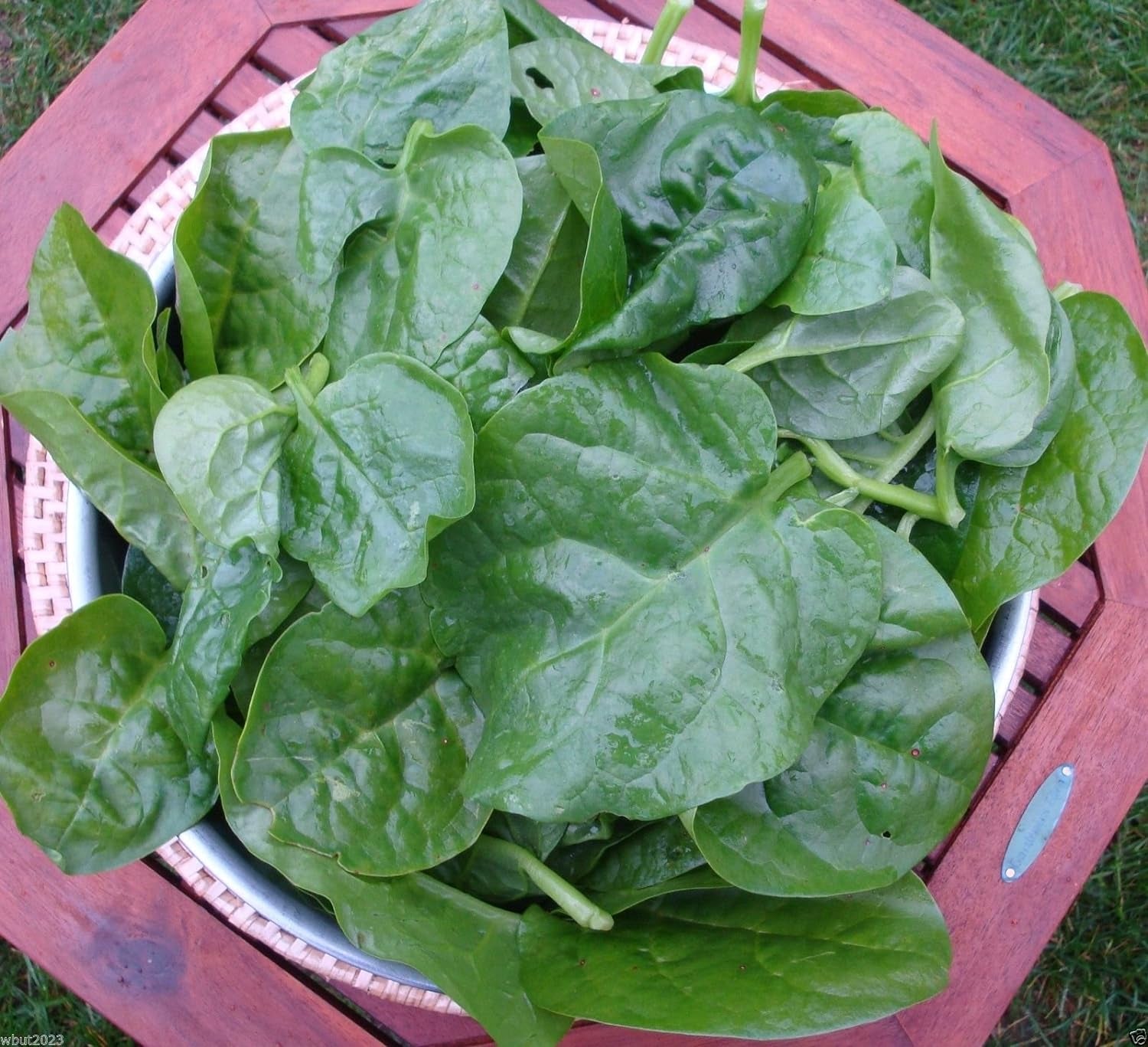 Green Malabar Spinach-100 Seeds [Guyana Thick Leaf Callaloo] Fast-Growing Vine