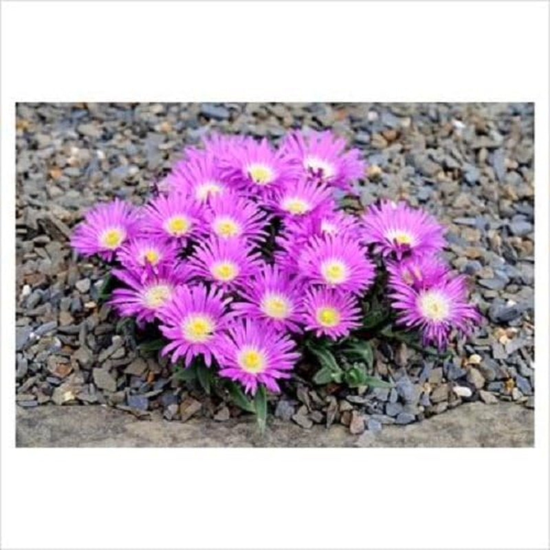 25 Table Mountain ICE Plant Magenta Fuchsia Delosperma Cooperi Flower Seeds