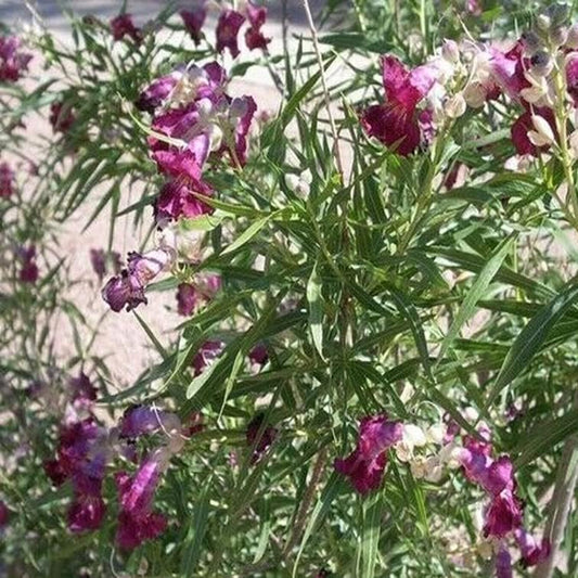 50+ Desert Willow Tree Seeds Freshly Harvested, Purple Orchid Flower - Willow Flower Tree Seeds