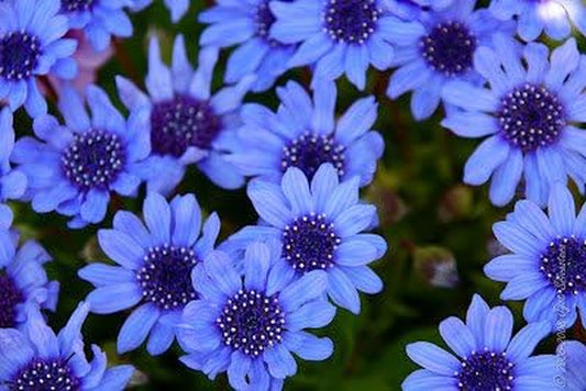 50 the BLUES BLUE DAISY FELICIA Heterophlla Kingfisher Flower Seedscomb S/H