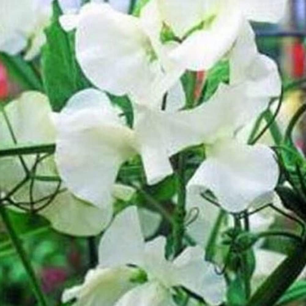 Sweet Pea - Royal White- Lathyrus Odoratus - 15 Seeds Flower White Seeds for Planting - Organic Seed for Home and Garden