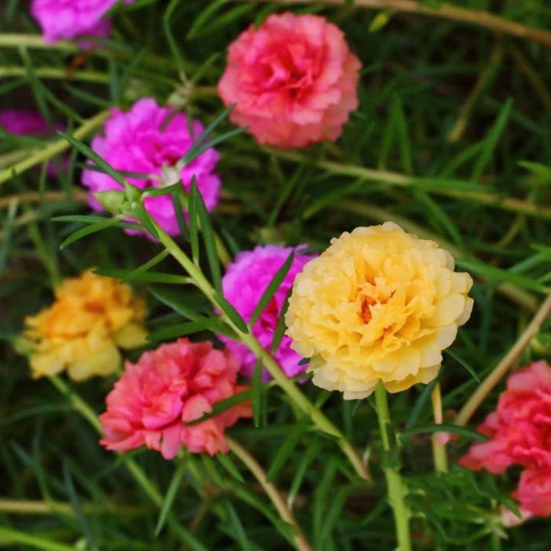 Portulaca Grandiflora Seed Mix Garden Purslane Double Flower Moss Rose about 1100 Seeds