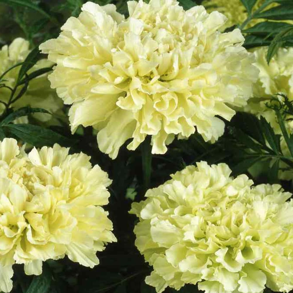30 Seeds Flower African Marigold Kilimanjaro White Tall 18” Beneficial Plant - Organic Fresh Seeds Flower for Home and Garden