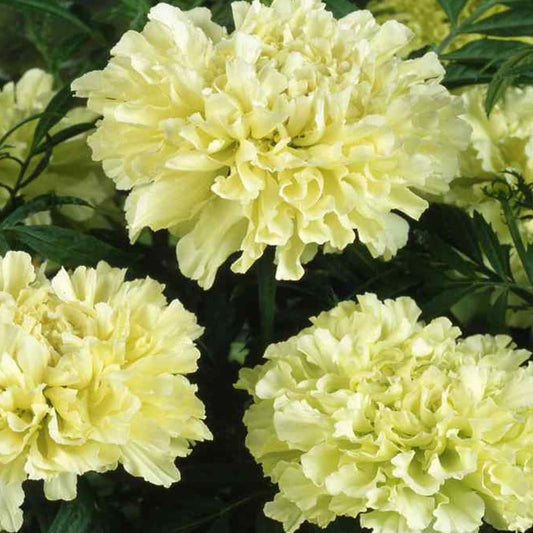 30 Seeds Flower African Marigold Kilimanjaro White Tall 18” Beneficial Plant - Organic Fresh Seeds Flower for Home and Garden