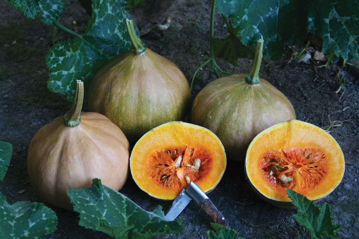 15 Seminole Pumpkin Heirloom Vegetable Seeds