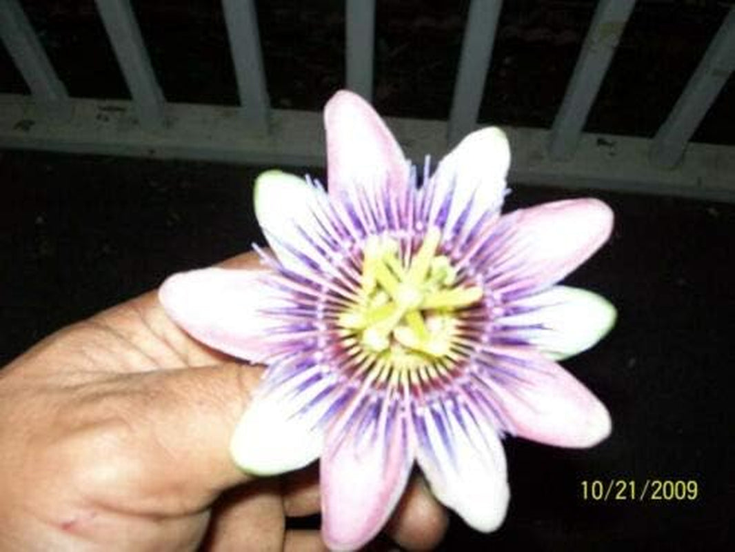 Purple GRANDILLA Passion Flower Passiflora Incarnata Jocad (10 Seeds)