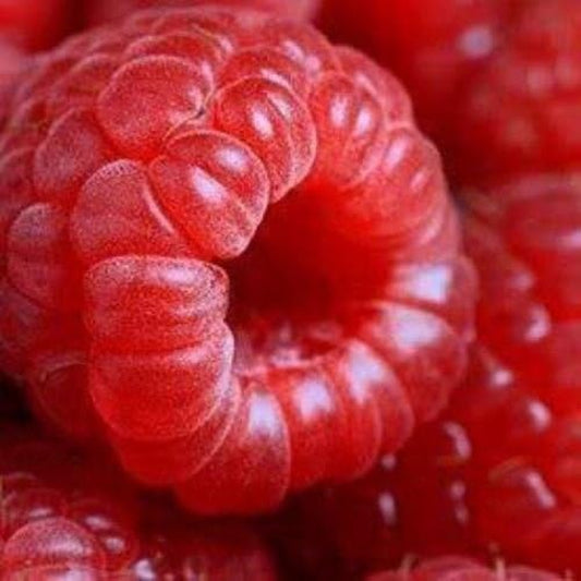 50 Seeds Jumbo RED Raspberry Bush Seeds Rubus Raspberries Sweet Fruit …
